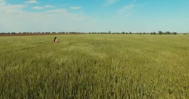 Genç kadın kaçarken buğday alanda