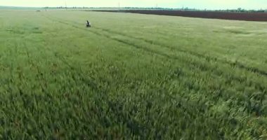 Genç kadın kaçarken buğday alanda