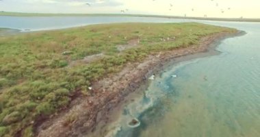 Sahilde kuşların kilit içine hava drone uçuş