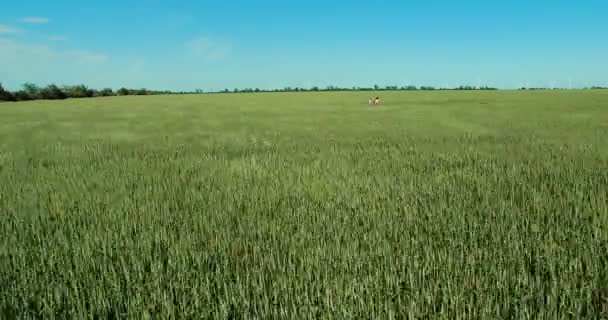 Jeune belle fille avec des ballons — Video