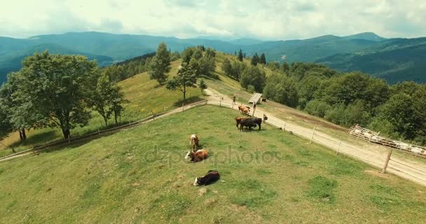 Vista aérea del campo de verano con vacas — Vídeo de stock