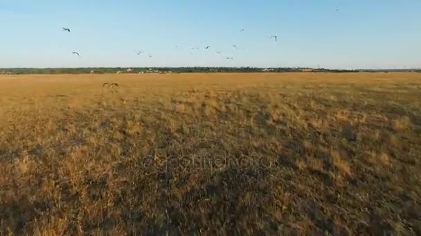 Велика зграя птахів, що літають над полем — стокове відео