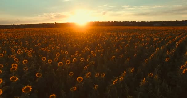 Belo pôr do sol sobre o campo de girassol — Vídeo de Stock