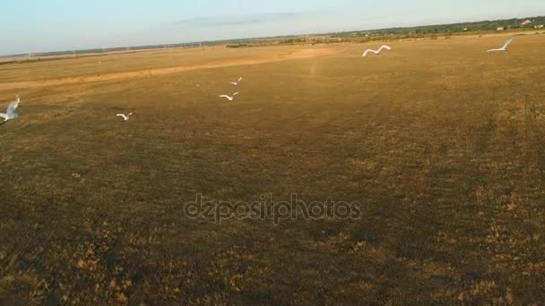 Grote koppel vogels vliegen over veld — Stockvideo