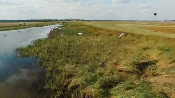 Szary Czapla zdejmuje formę Jezioro Woda i odlatuje — Wideo stockowe