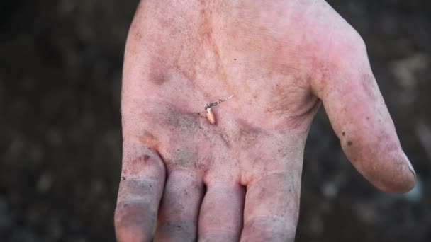Gekeimtes Saatgut auf männlicher Hand. Hände eines arbeitenden Mannes — Stockvideo