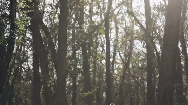 Dwóch biegaczy jogging w parku jesień — Wideo stockowe