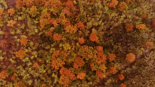 Осенний вид на лес с воздуха. Аэрофотосъемка . — стоковое видео