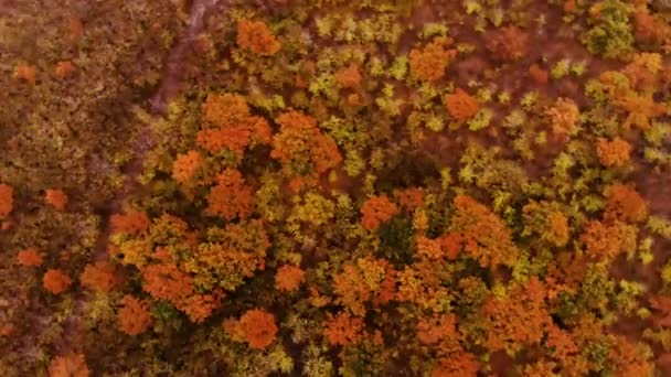 Letecký pohled podzimního lesa. Letecká fotografie. — Stock video
