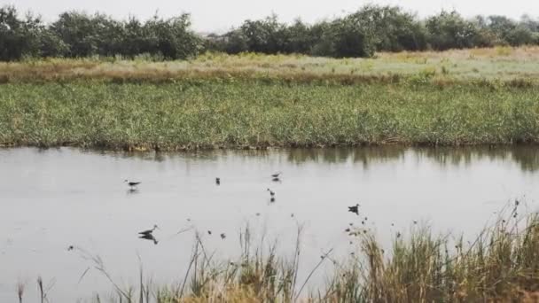 얕은 연못에 떼지어 있는 왜가리들. — 비디오