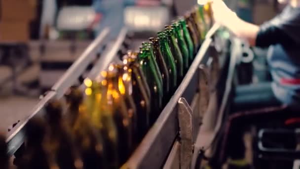 Un empleado de la cervecería recoge botellas defectuosas de la línea transportadora . — Vídeos de Stock