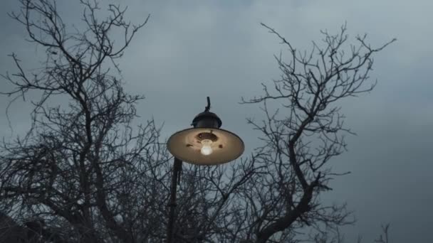 Παλιός ηλεκτρικός λαμπτήρας που αιωρείται στον άνεμο στο φόντο των ξηρών κλαδιών δέντρων — Αρχείο Βίντεο