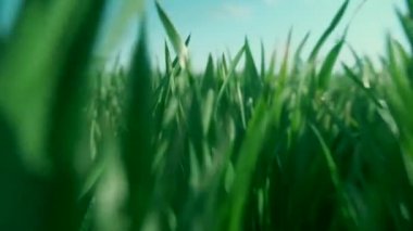 Tarlada yetişen küçük buğday fideleri