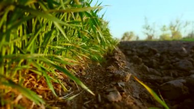Tarlada yetişen küçük buğday fideleri.