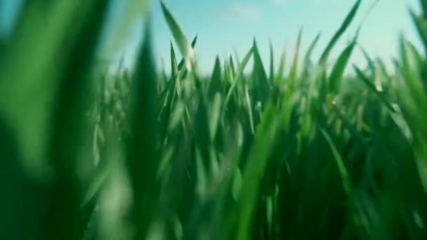 Plántulas jóvenes de trigo que crecen en un campo — Vídeo de stock