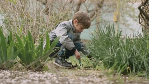 Дитина лопає землю навколо квітів у передньому саду — стокове відео