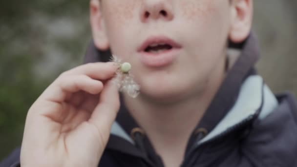 Парень-подросток с веснушками на лице, дующий на одуванчик — стоковое видео