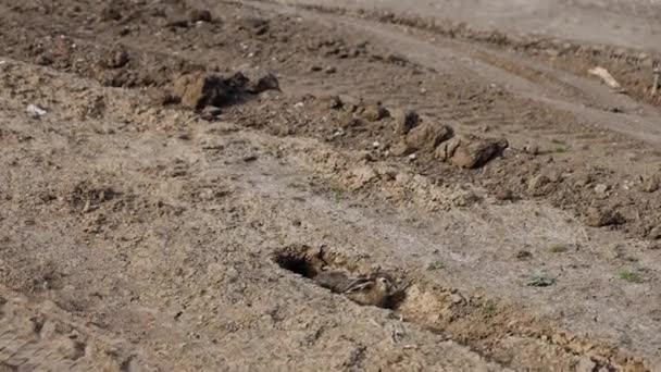 Un lièvre sauvage saute de sa couverture dans la peur et court le long d'une route d'argile . — Video