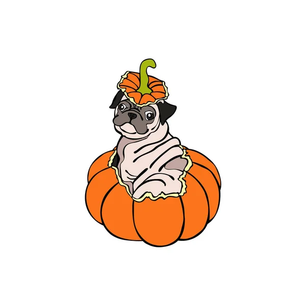 Chien. Puppy Pug. Citrouille d'Halloween. Objet vectoriel isolé sur fond blanc . — Image vectorielle