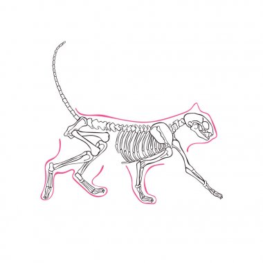 Cat skeleton. Isolated vector object on white background. clipart