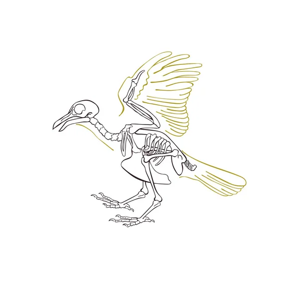 Fågel Skelett Isolerade Vektorobjekt Vit Bakgrund — Stock vektor
