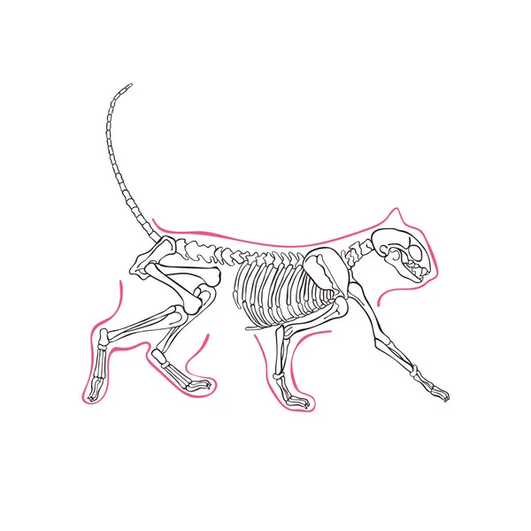 Кошачий Скелет Изолированный Векторный Объект Белом Фоне — стоковый вектор