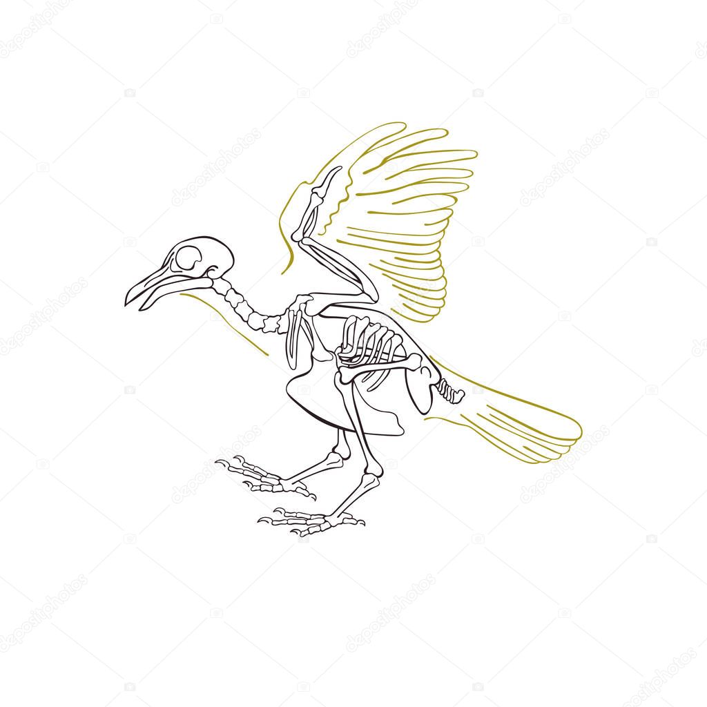 Bird skeleton. Isolated vector object on white background.