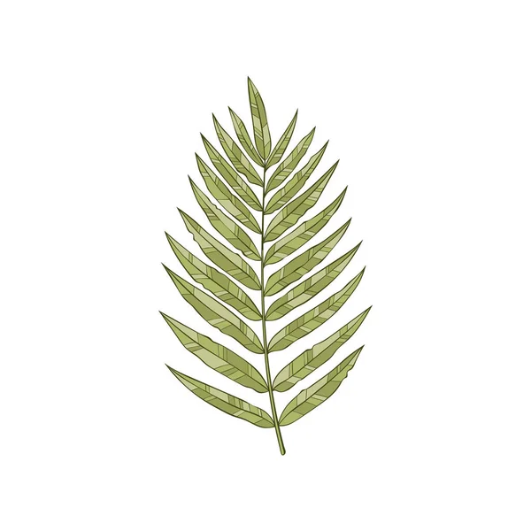 熱帯植物 葉を持つ枝 白い背景の独立したベクトルオブジェクト — ストックベクタ