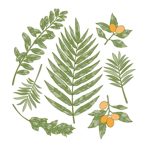 熱帯植物 葉を持つ枝 白い背景の独立したベクトルオブジェクト — ストックベクタ