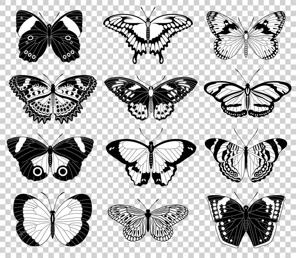 Vector butterfly illustrations