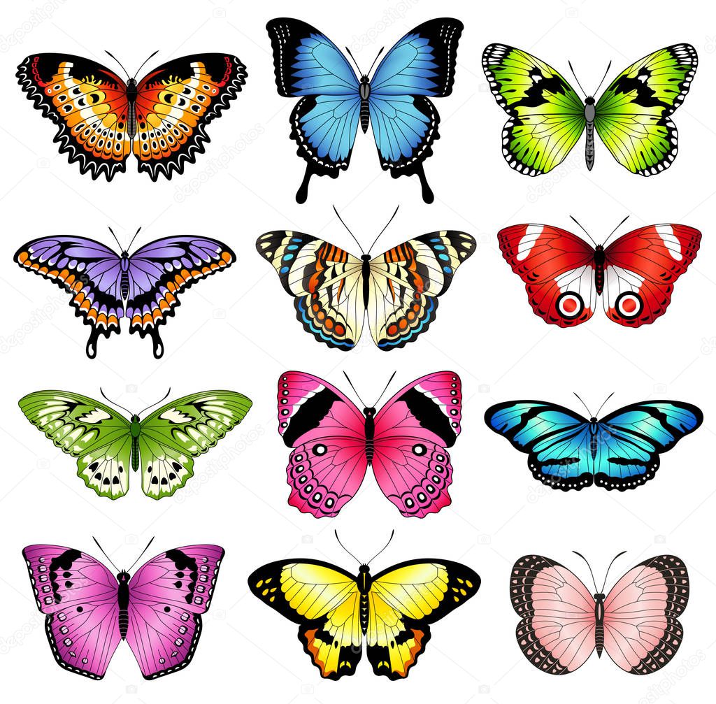 Vector color butterfly illustrations