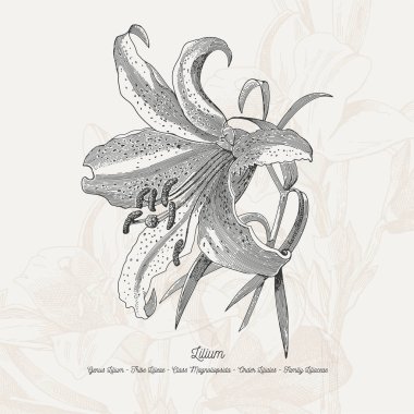 Tam vektör çiçek Çizim