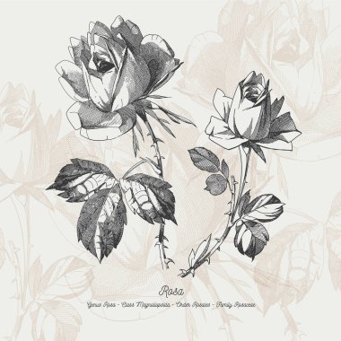 Tam vektör çiçek Çizim