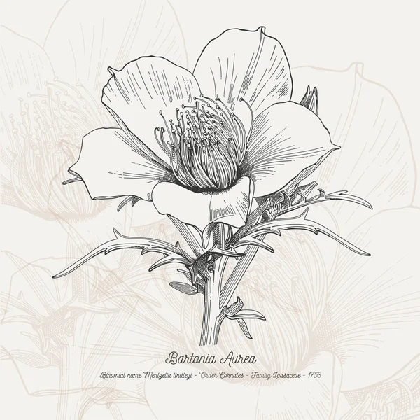 完全なベクトル花図 — ストックベクタ