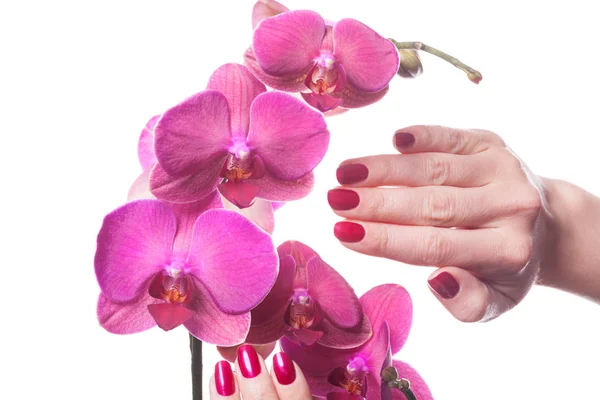 Manicured nails caress dark pink flower pedals — Stock Photo, Image