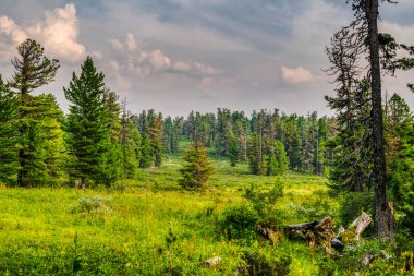 Vahşi Tayga 'da yaz akşamı, çayırların güzel manzarası sedir ağaçlarının yanında taze yeşil çimenler, Sibirya, Rusya