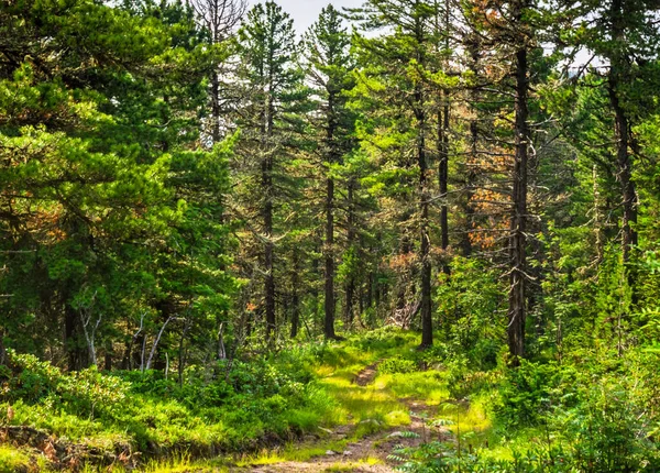 Sunny Summer Morning Wild Taiga Cedro Forest Landscape Green Grass — Foto de Stock