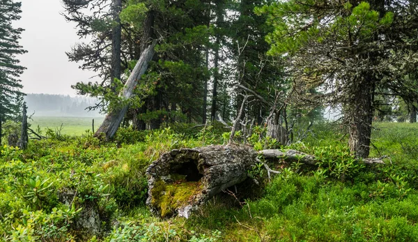 Dunstiger Sommermorgen Wilder Taiga Zedernwaldlandschaft Grünes Gras Mit Wassertropfen Nach — Stockfoto