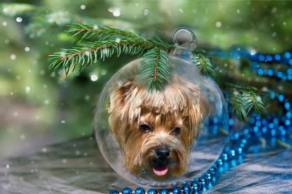 Christmas ball with york dog under christmas tree.