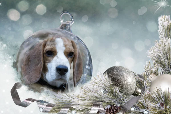 Bola Navidad Con Perro Beagle Nieve Imágenes de stock libres de derechos