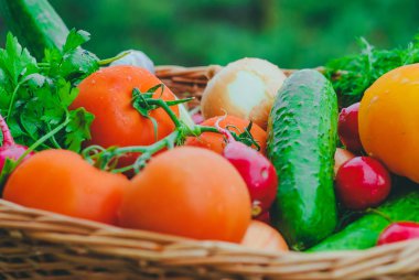 Taze organik sebze sepeti