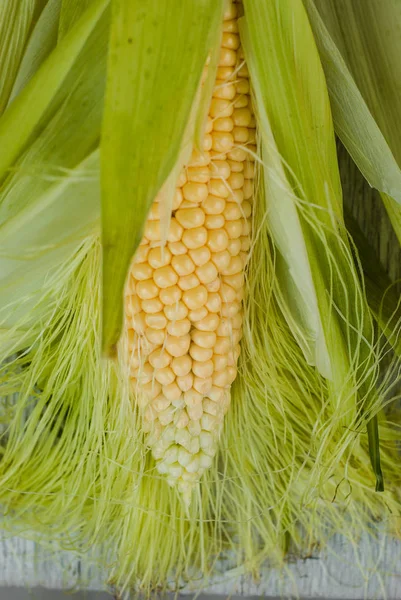 Frischer Maiskolben zwischen grünen Blättern — Stockfoto