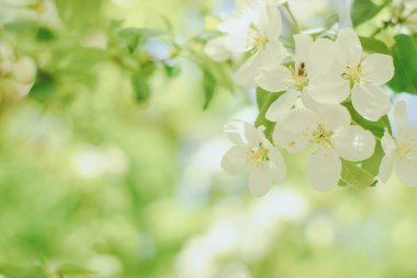 Kayısı çiçek, çiçek doğa arka plan