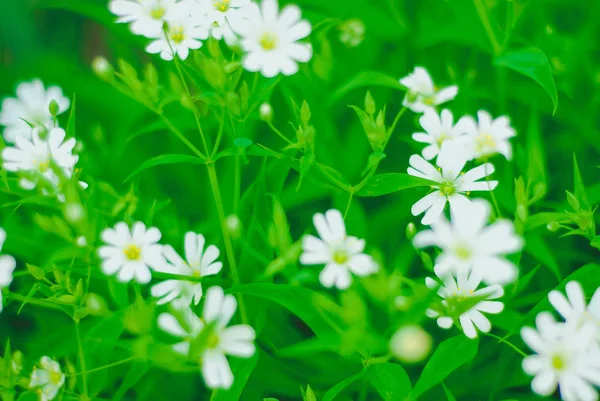 Зеленая трава и белые цветы — стоковое фото