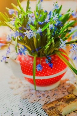 Güzel erken bahar çiçekleri, scilla siberica, beyaz masada kırmızı çaydanlık
