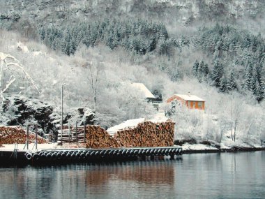 Ağaçların gövdeleri taşıma su kış kar ve sis