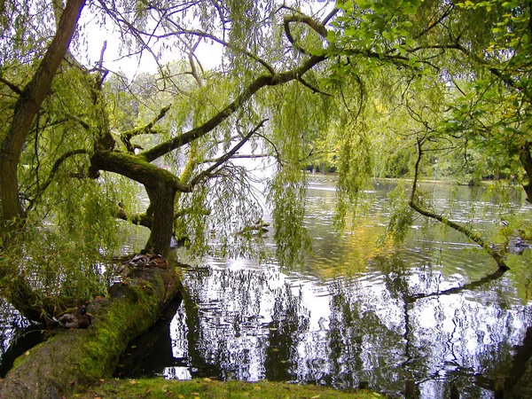 연못 근처에 수 양 버드 나무 — 스톡 사진