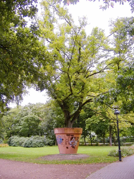 Grand et grand arbre dans un vase — Photo