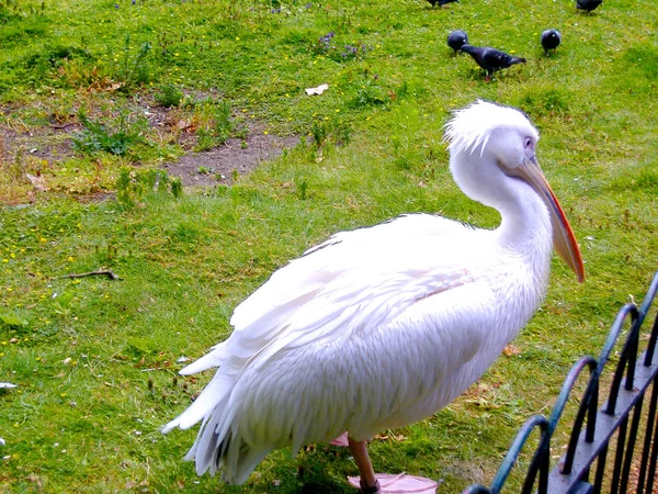 A white pelican on green grass — Stock Photo, Image