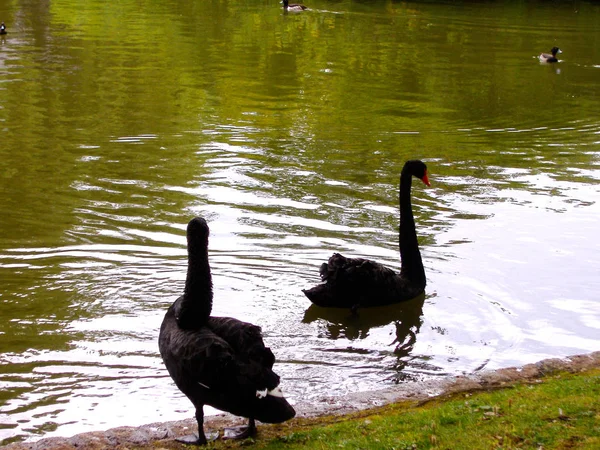 Cygnes noirs sur un lac — Photo